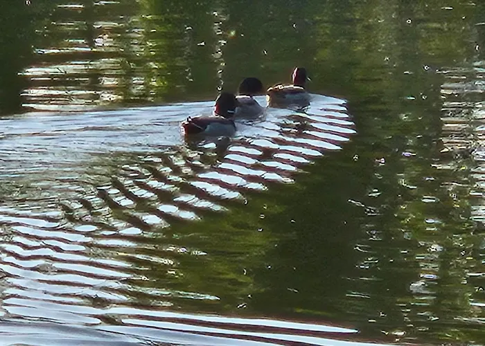 Apartman Licht+luft, Wohnen Auf Zeit
